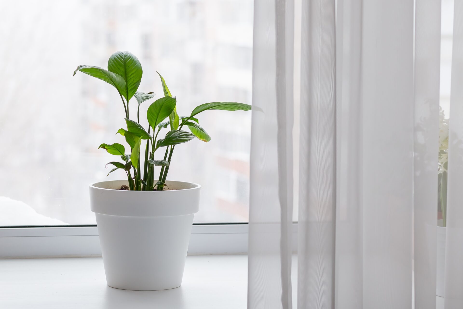 home-flower-in-a-white-pot-in-the-interior